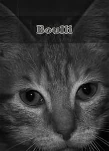 bouli bouli