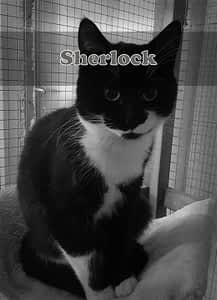 Sherlock Sherlock