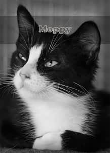 Moppy Moppy