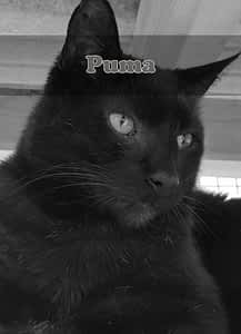 Puma Puma