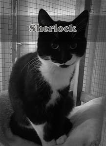 Sherlock Sherlock