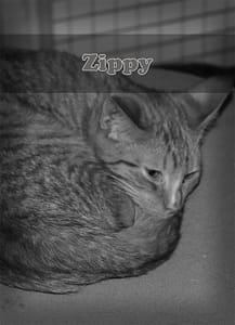 Zippy Zippy