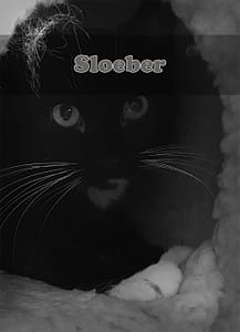 Sloeber