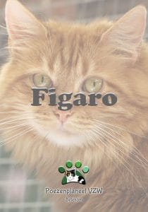 Figaro Figaro